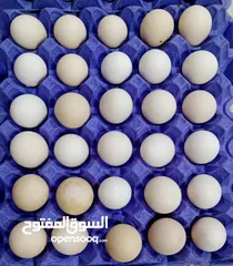  2 بيض عماني لابيع