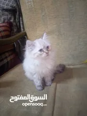  1 قطه شنشيلا العمر شهرين    اللبيع.     او بدل نظيفه لعوبه سكان حي نزال