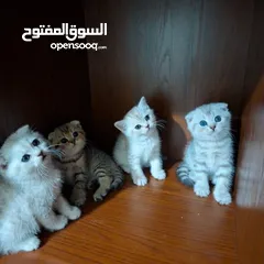  5 Zoti and Pure Chinchilla British