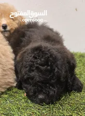  8 pekingese,pomeranian, jack Russell, mini toy poodle