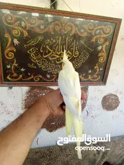  7 طيور للبيع