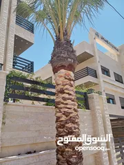  24 فني أشجار النخيل