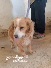  1 متاح 3 انثي 2 فرنش ترير وانثي هساكي الحبه عله 50