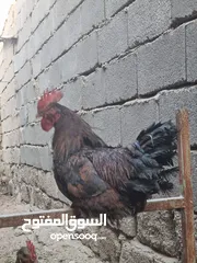  1 دجاج عرب بياض مع ديك