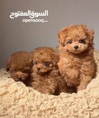  10 toy poodle T_cup now in  جراء توي بودل كوري بجميع الوراق والاثباتات