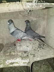  12 خم حمام اللبيع عشر جواز