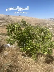  4 4 شجرات بوملي