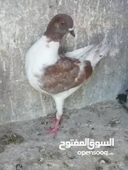  4 فرخ سيكي مكروش بواقي الثلاث