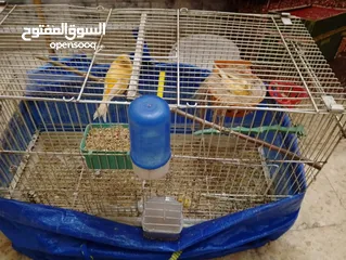  6 كنار للبيع شغالات تحتهم بيض وفي فراح الله يبارك لاصاحب نصيب سعر حرق تواصل