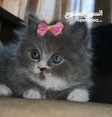  1 لوسي قطة مكس بريتش و سكوتش