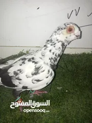  3 حمام كش للبيع كوم
