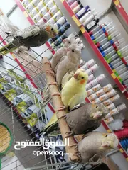  1 كوكتيل اليف ومتوفر جواز كوكتيل للبيع