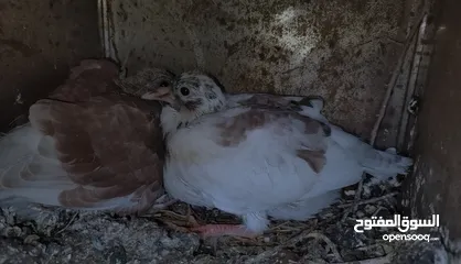  1 زغاليل بلدي حجم كبير للبيع