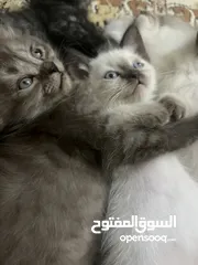  11 للمهتمين فقططط قطط للبيع سيامي وبريتش