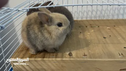  2 Netherlands Dwarf Bunnies Pure Breed Top Quality. Harlequin and Blue very Rare.