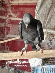  14 حمام و زغاليل مكاوي الوان و اعمار مختلفة