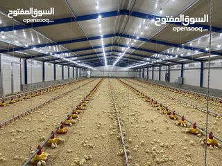  3 تجهيز وبناء مزارع الدواجن المغلقة