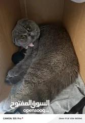  2 للبيع قط سكوتش فولد