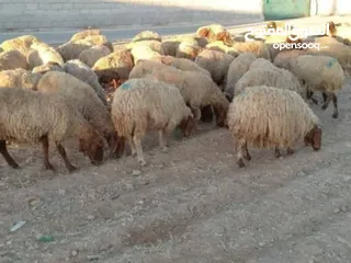  1 نبدأ بصلاة عل رسول الله - عرووووض  -عرووووض عروووض-  بمناسبة عيد الاضحى المبارك