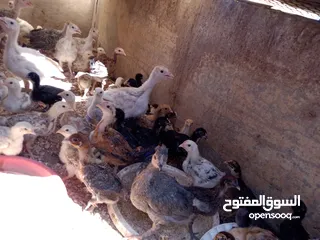  3 صيصان للبيع