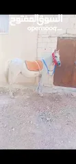  1 فرس للبيع مع مهره