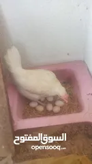  2 دجاجه كافه البيض كله ملقح