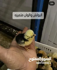  12 دجاج وبيض جميع الانواع