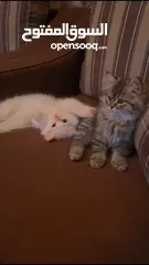  3 Persian mother kitten