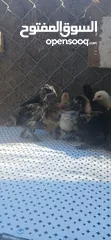 9 صيصان براهمي