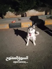  1 60 دينار اردني
