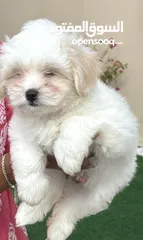  2 Toy maltipoo