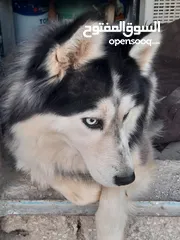  8 انثى هاسكى للبيع