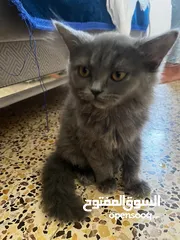  4 Persian ( Sherazi) cat 2.5 months old ... very lovable and cute cat ( potty trained)