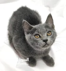  14 kittens Scottish fold and Scottish straight  قطط سكوتش فولد وسكوتش ستريت