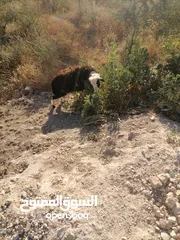  9 قرقير عدد إثنين للبيع
