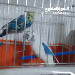  19 التواصل عبر الوتس اب عصافير حب وكوكتيل حجم جامبو كبير مفتلات والبينه وعادي