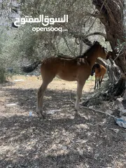  3 رافت الغزال g