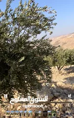  2 للبيع مزرعة في قرية الرميمين