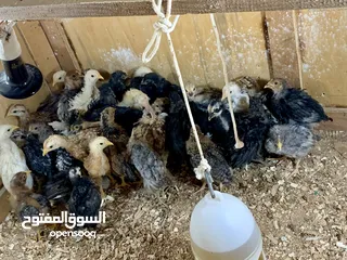  4 بيض بلدي منزلي -eggs for htching - fresh eggs  Barahma/ local eggs for hatching