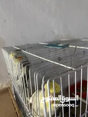  9 جوز كوكتيل للبيع في معان الجوز شغالات وفي معاهن أفراخهم السعر من الاخر