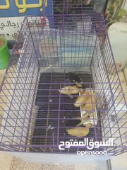  3 قفص حجم كبير يصلح للقطط اوالكلاب  او طيور