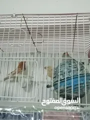  2 جنه ولارنج