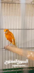  3 جوز كنار بناديق فحل احمر وطيره ابيض جاسب