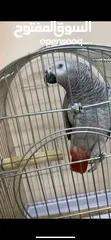  6 ببغاء كاسكو للبيع بسعر مغري جداً عمرو سنه و شهر و متكلم جدا صلاة النبي و أليف