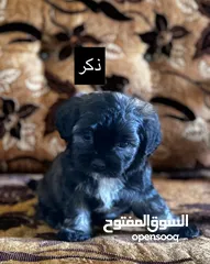  4 جراء فرينش تيرير للبيع
