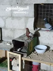  1 متاح طواير حلوات شغلات مكفولات شغل كينه شغل ماشاء الله