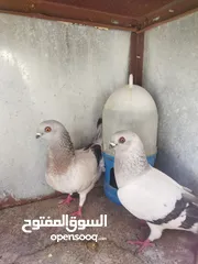  8 جواز بواز 3جواز بسعر حرق