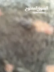  3 مخزن للايجار قرب المدرسة التركية