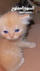  9 Mix persian kittens