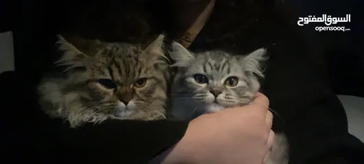  6 -mixed (scottish fold dad & siberian mom)